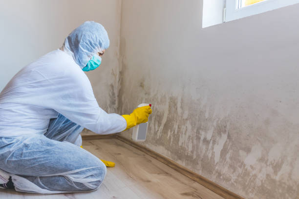 Licensed Basement Mold Remediation service in Cedar Grove, FL - WQB Mold Removal