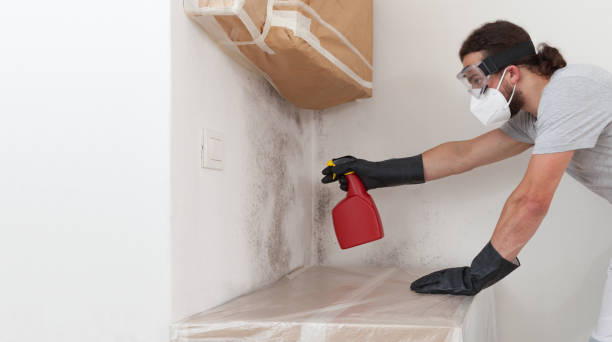 Professional Basement Mold Remediation technician working in Cedar Grove, FL