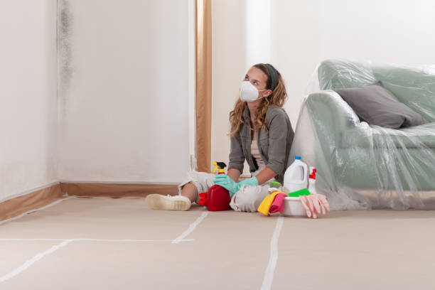 Reliable Basement Mold Remediation contractor in Cedar Grove, FL by WQB Mold Removal