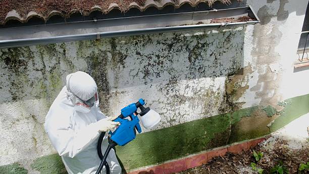 Top rated local Basement Mold Remediation specialists in Cedar Grove, FL